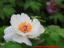 花中天使白牡丹