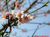 汶上3月桃花開