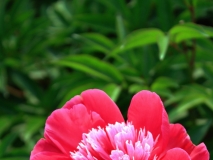 汶上蓮花湖濕地的芍藥花真漂亮
