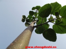 另類角度看實(shí)物
