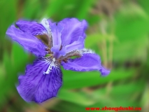 汶上蓮花湖濕地?cái)z影照片【紫色花】