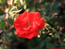 蓮花湖之花兒美