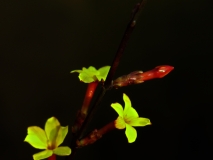 迎春花兒開