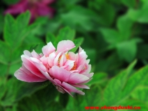 國(guó)色天香粉牡丹